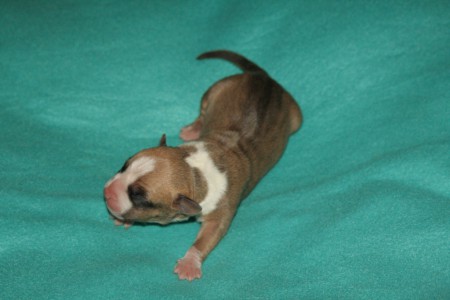 fenečka Abby - první den